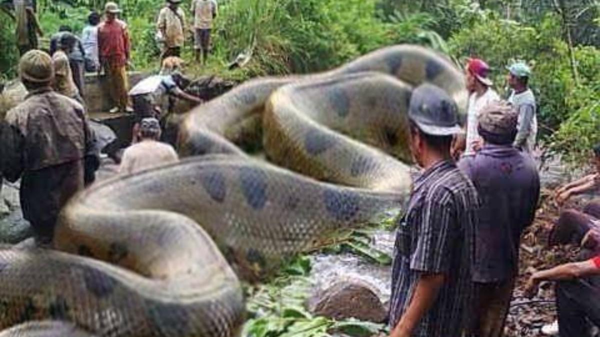 Capturaron A La Anaconda M s Grande Del Mundo Diario Veloz