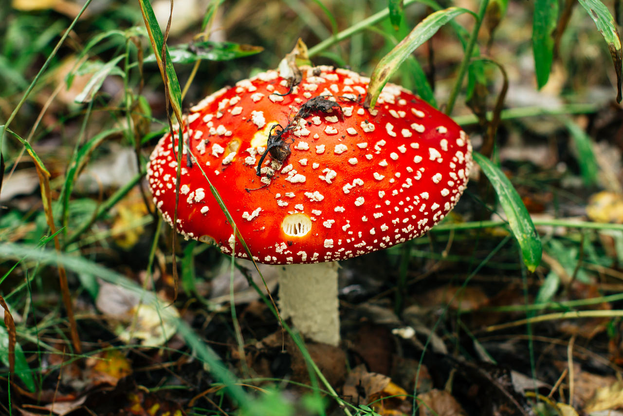 Amanita Muscaria in The Wild: Where to Find and How to Identify It ...